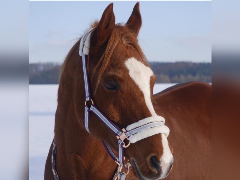 Árabe egipcio Caballo castrado 19 años 150 cm Alazán in Odenthal