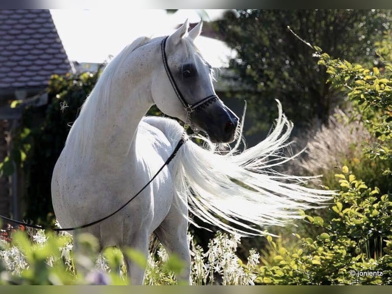 Árabe egipcio Caballo castrado 19 años 152 cm Tordo picazo in Herrsching am Ammersee