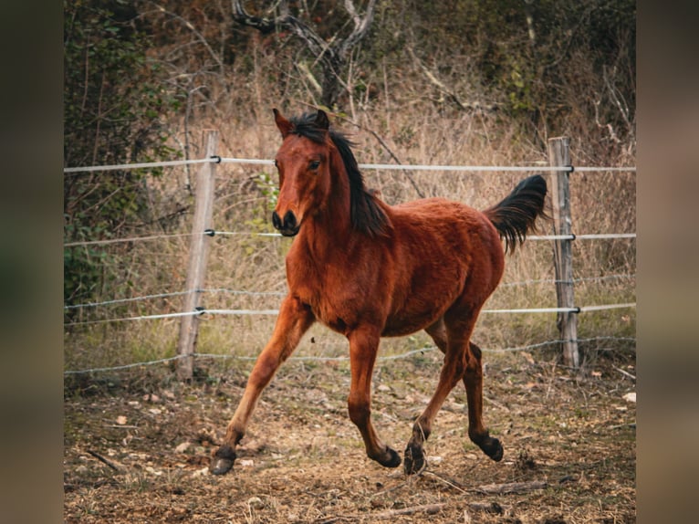Árabe egipcio Caballo castrado 1 año 148 cm Castaño in Rousson