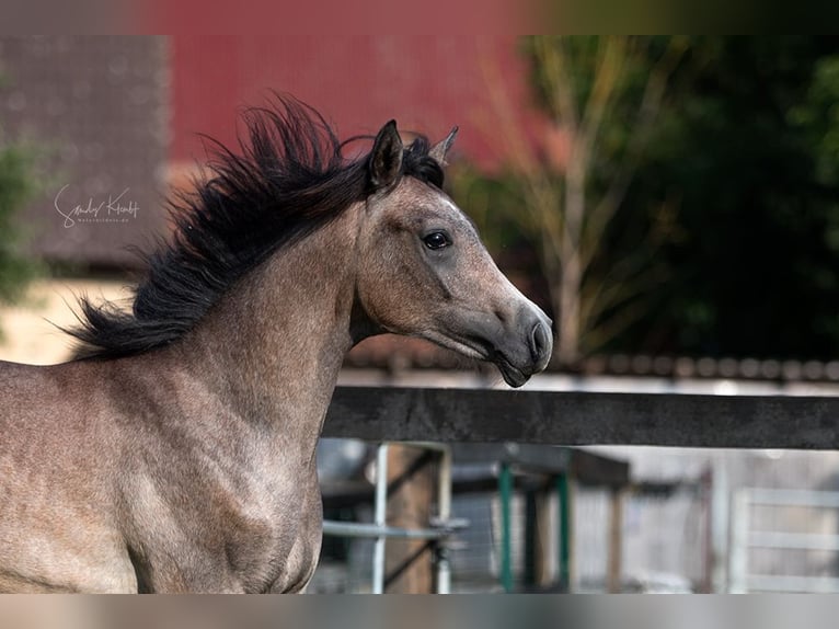 Árabe egipcio Caballo castrado 1 año 155 cm Musgo in Blankenhain