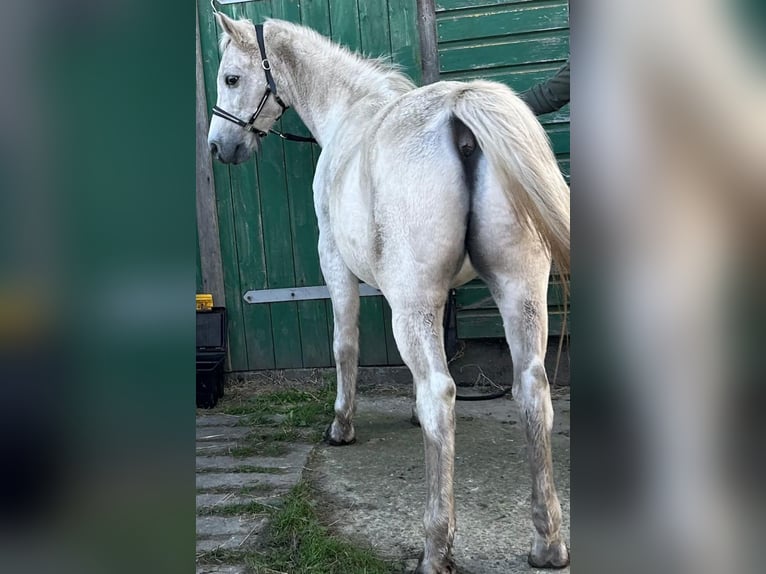 Árabe egipcio Caballo castrado 23 años 150 cm Tordo in Stade