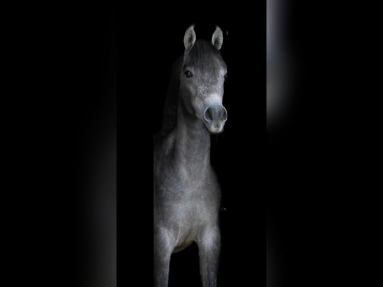 Árabe egipcio Caballo castrado 2 años 140 cm Tordo rodado in Mönchengladbach