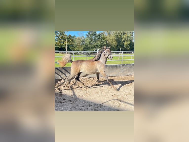 Árabe egipcio Caballo castrado 2 años 140 cm Tordo rodado in Mönchengladbach