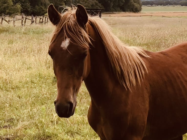 Árabe egipcio Caballo castrado 2 años 153 cm Alazán in D&#xF6;rverden
