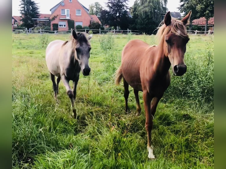 Árabe egipcio Caballo castrado 2 años 153 cm Alazán in D&#xF6;rverden