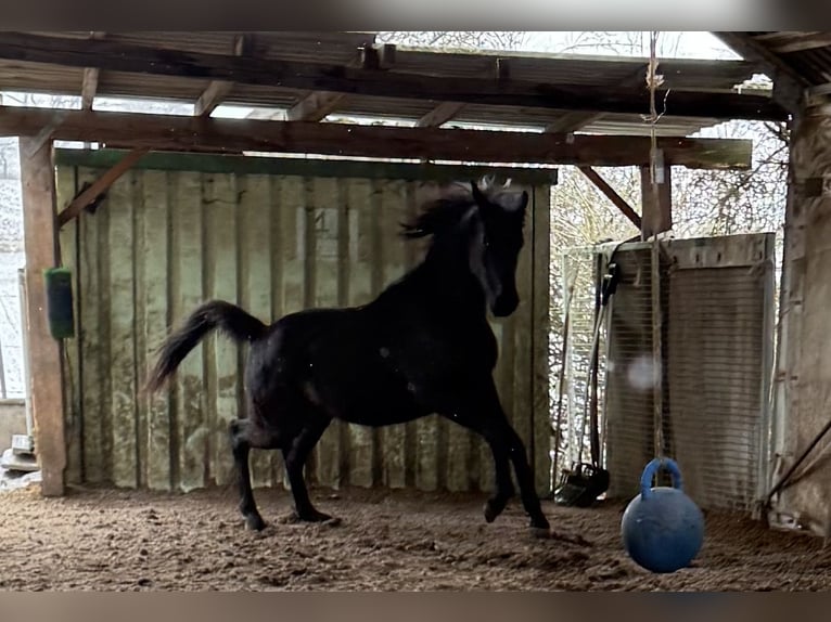 Árabe egipcio Caballo castrado 2 años Negro in Mengen