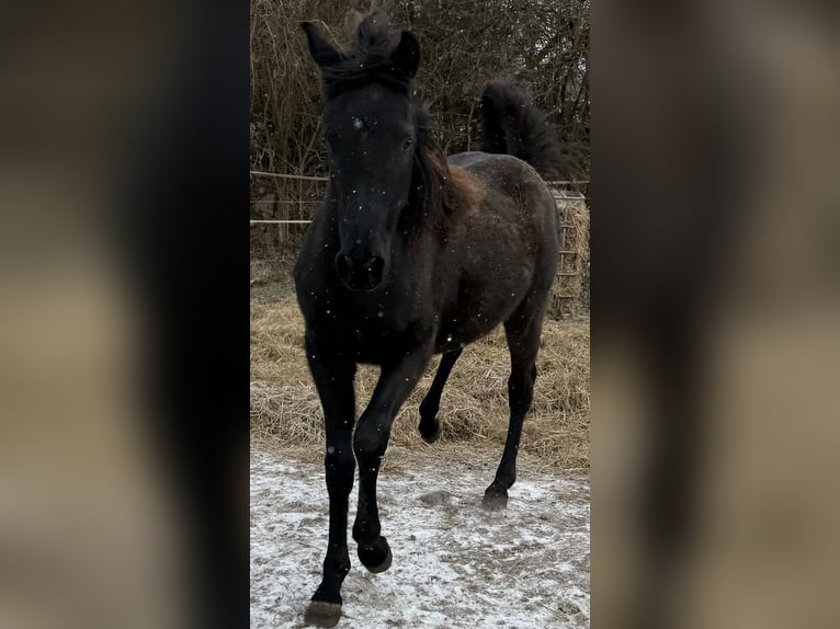 Árabe egipcio Caballo castrado 2 años Negro in Mengen