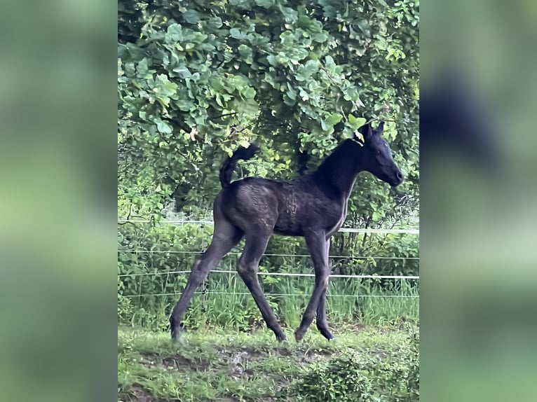 Árabe egipcio Caballo castrado 2 años Negro in Mengen