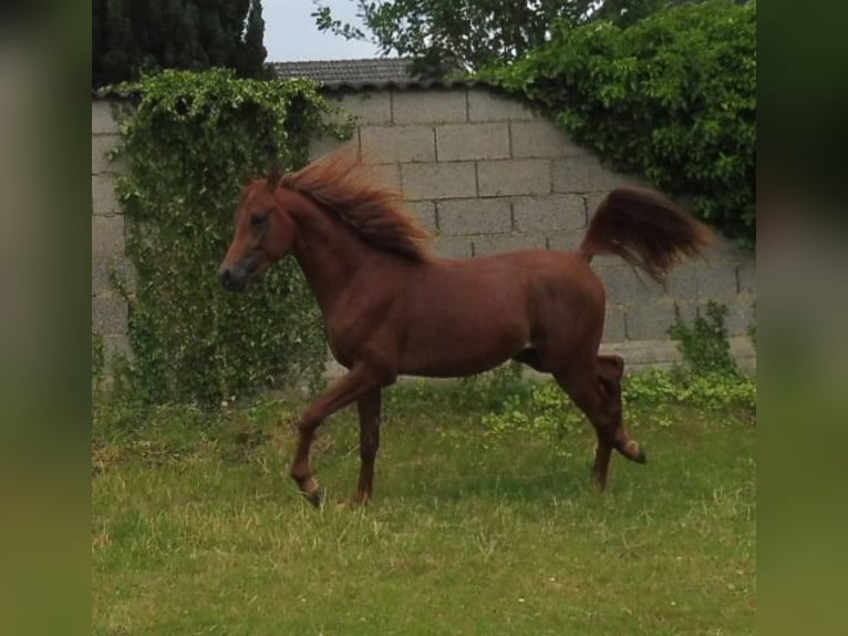Árabe egipcio Caballo castrado 3 años 150 cm Alazán in Erftstadt
