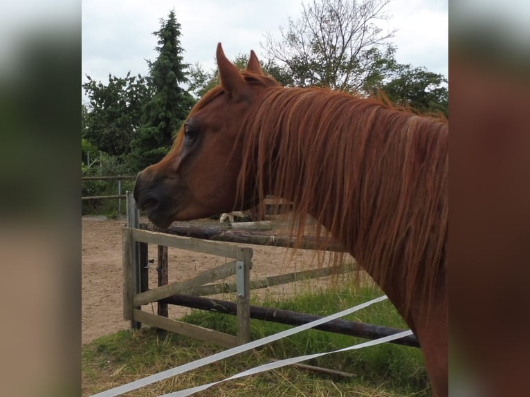 Árabe egipcio Caballo castrado 3 años 150 cm Alazán in Erftstadt