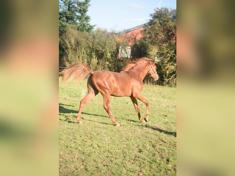 Árabe egipcio Caballo castrado 3 años 150 cm Alazán in Erftstadt