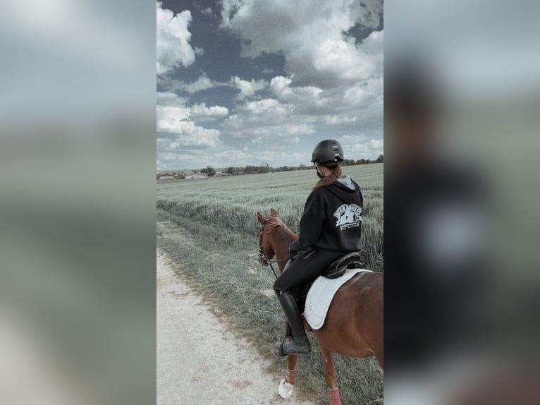 Árabe egipcio Caballo castrado 3 años 153 cm Alazán in Wilburgstetten