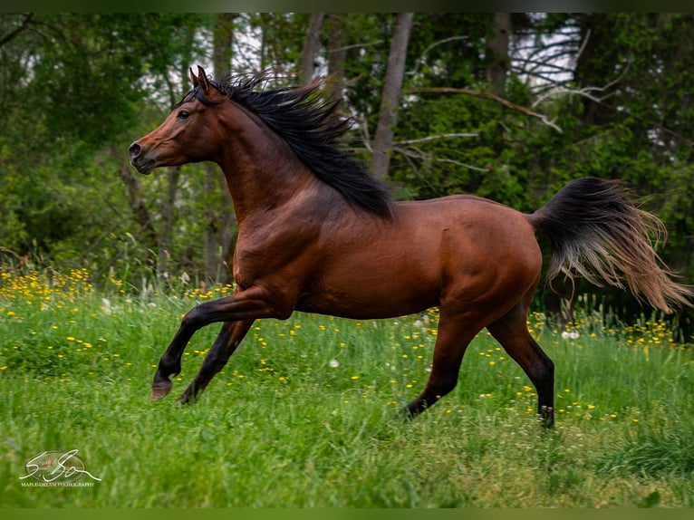 Árabe egipcio Caballo castrado 3 años 153 cm Castaño in Biesdorf