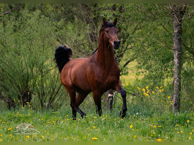 Árabe egipcio Caballo castrado 3 años 153 cm Castaño in Biesdorf