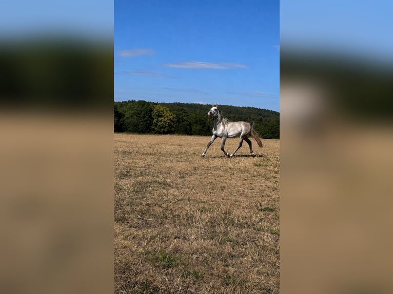 Árabe egipcio Caballo castrado 4 años 150 cm Tordo in Schollbrunn