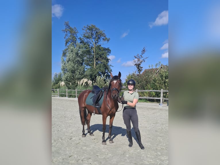 Árabe egipcio Caballo castrado 4 años 153 cm Castaño in Putten