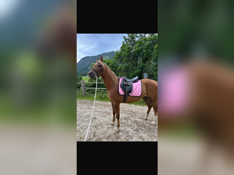 Árabe egipcio Caballo castrado 4 años Alazán in Sexten