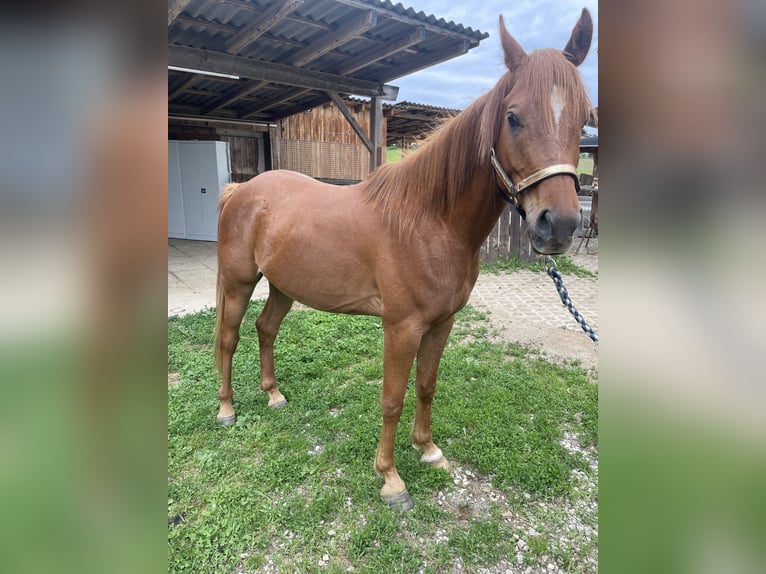 Árabe egipcio Caballo castrado 4 años Alazán in Lannach