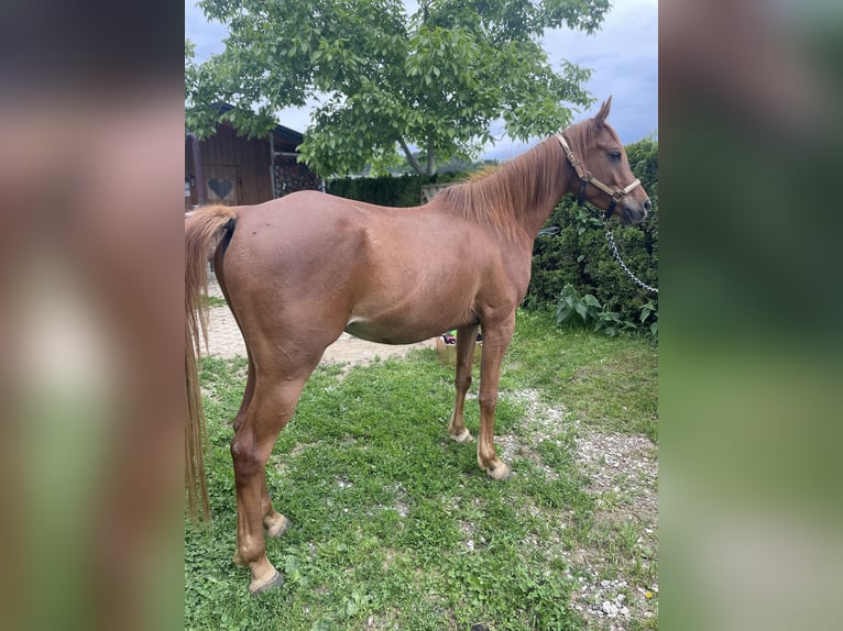 Árabe egipcio Caballo castrado 4 años Alazán in Lannach