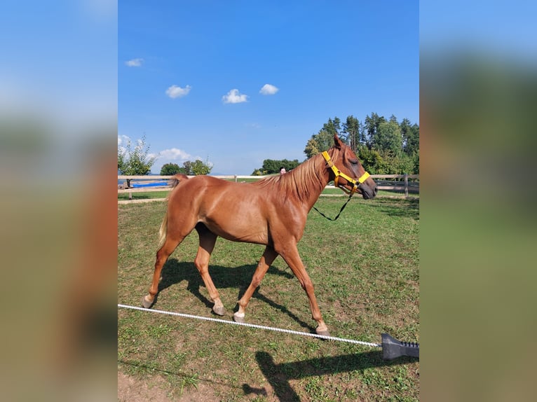 Árabe egipcio Caballo castrado 5 años 150 cm Alazán in Lannach