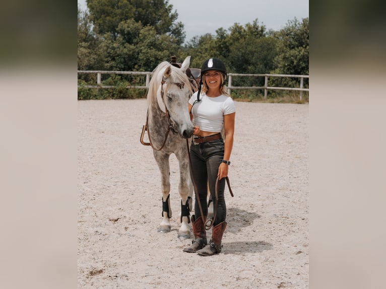 Árabe egipcio Caballo castrado 5 años 154 cm Tordo in Peratallada