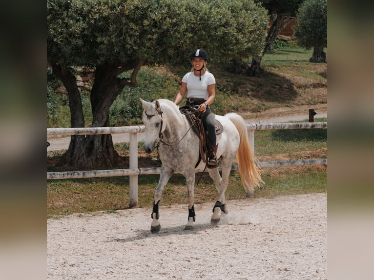 Árabe egipcio Caballo castrado 5 años 154 cm Tordo in Peratallada