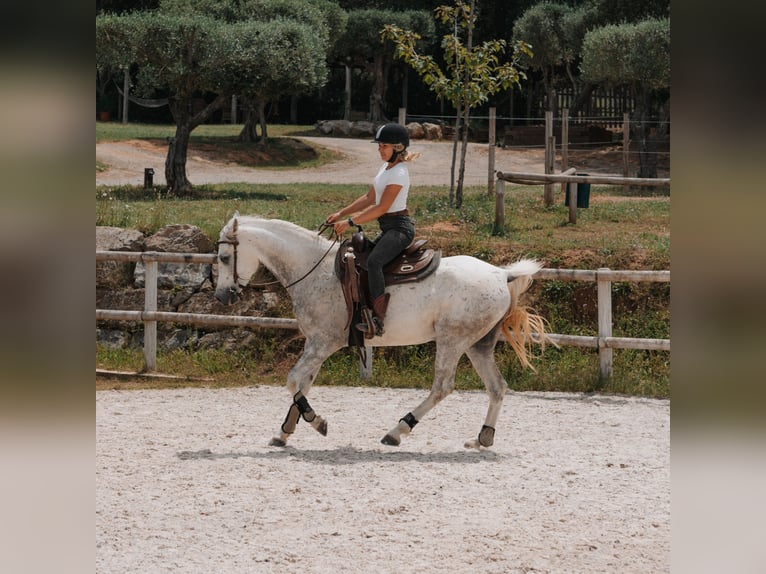 Árabe egipcio Caballo castrado 5 años 154 cm Tordo in Peratallada