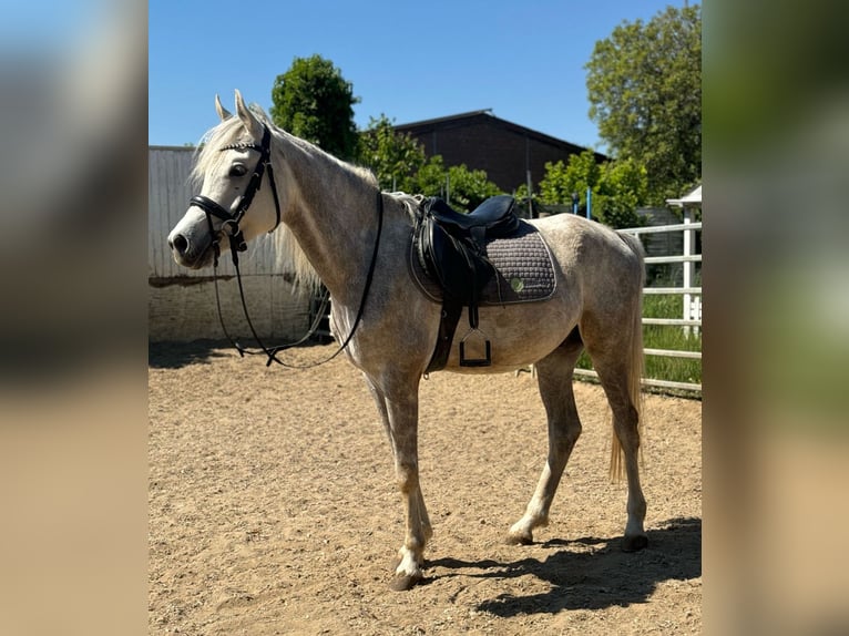 Árabe egipcio Caballo castrado 5 años 158 cm Tordo in M&#xF6;nchengladbac