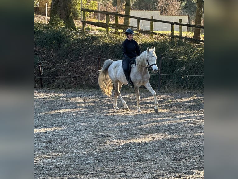 Árabe egipcio Caballo castrado 5 años 158 cm Tordo in M&#xF6;nchengladbac
