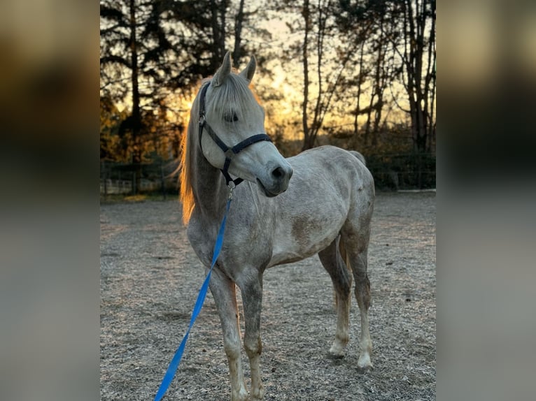 Árabe egipcio Caballo castrado 5 años 158 cm Tordo in M&#xF6;nchengladbac