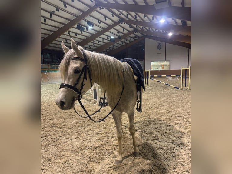 Árabe egipcio Caballo castrado 5 años 158 cm Tordo in M&#xF6;nchengladbac