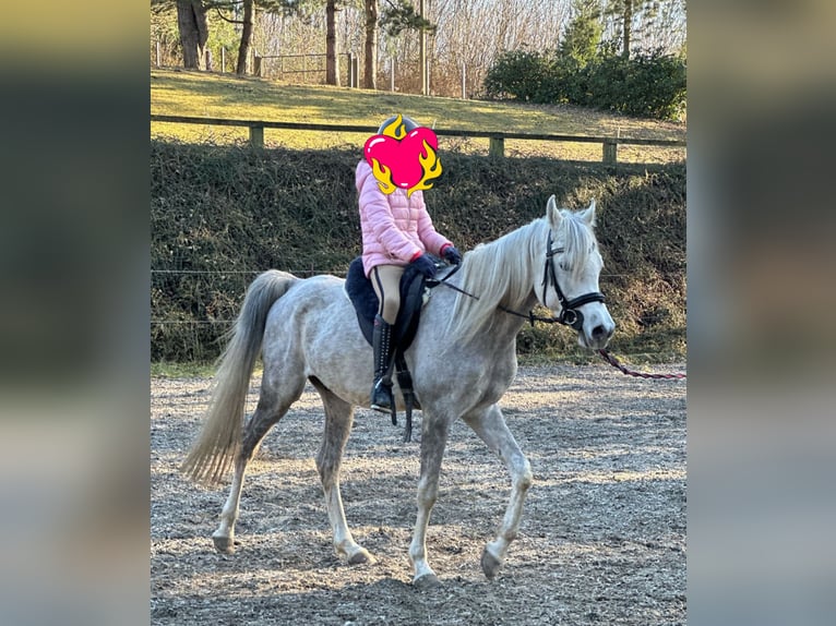 Árabe egipcio Caballo castrado 5 años 158 cm Tordo in M&#xF6;nchengladbac