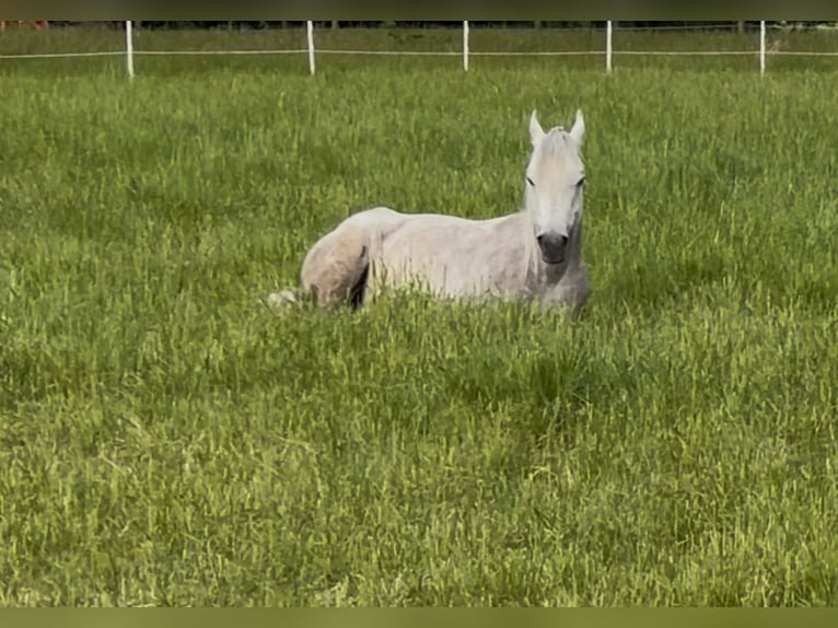 Árabe egipcio Caballo castrado 5 años 158 cm Tordo in M&#xF6;nchengladbac