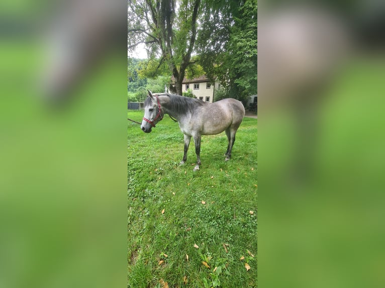 Árabe egipcio Caballo castrado 5 años 160 cm Tordo rodado in Gerabronn