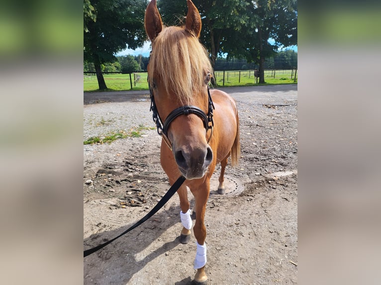 Árabe egipcio Caballo castrado 6 años 146 cm Alazán in Holzkirchen