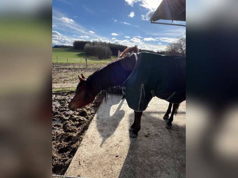 Árabe egipcio Caballo castrado 6 años 155 cm Castaño in Dorfen bei Icking