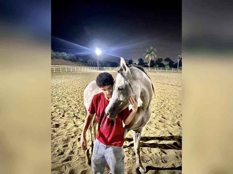 Árabe egipcio Caballo castrado 6 años 160 cm White/Blanco in Giza