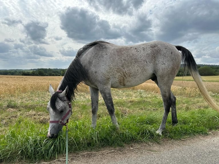 Árabe egipcio Caballo castrado 7 años 160 cm Tordo rodado in Singen