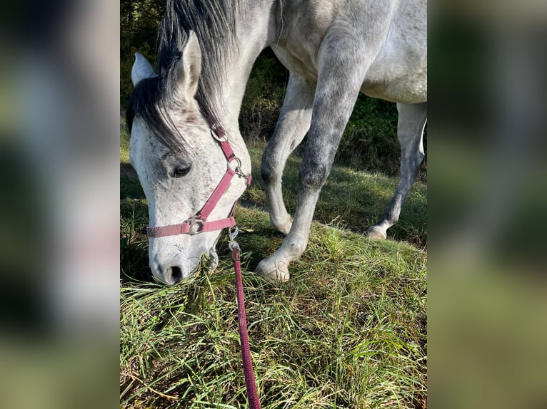 Árabe egipcio Caballo castrado 7 años 160 cm Tordo rodado in Singen