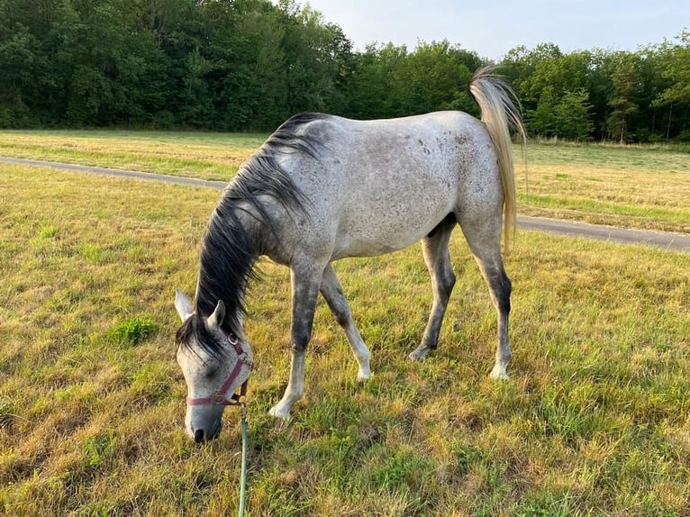 Árabe egipcio Caballo castrado 7 años 160 cm Tordo rodado in Singen