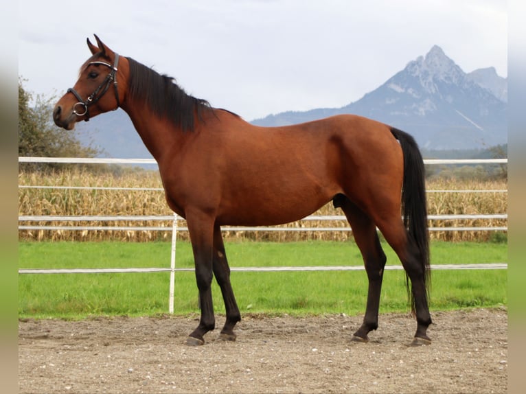 Árabe egipcio Caballo castrado 8 años 147 cm Castaño in Kirchbichl