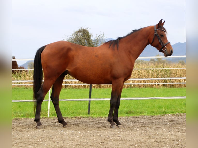 Árabe egipcio Caballo castrado 8 años 147 cm Castaño in Kirchbichl