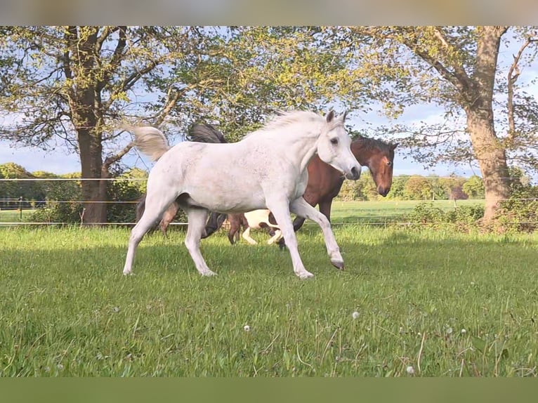 Árabe egipcio Caballo castrado 8 años 150 cm Tordo picazo in Soltau