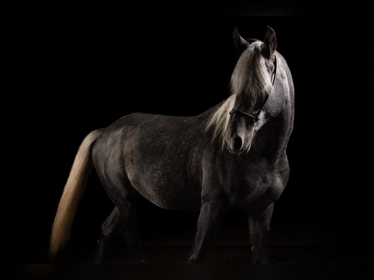 Árabe egipcio Caballo castrado 8 años 161 cm Tordo rodado in Dieburg