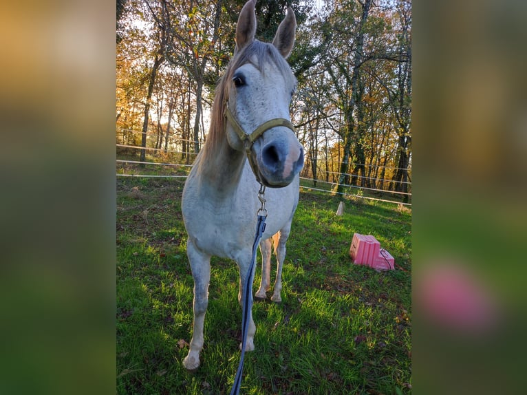 Árabe egipcio Caballo castrado 8 años 162 cm Tordo in Vers