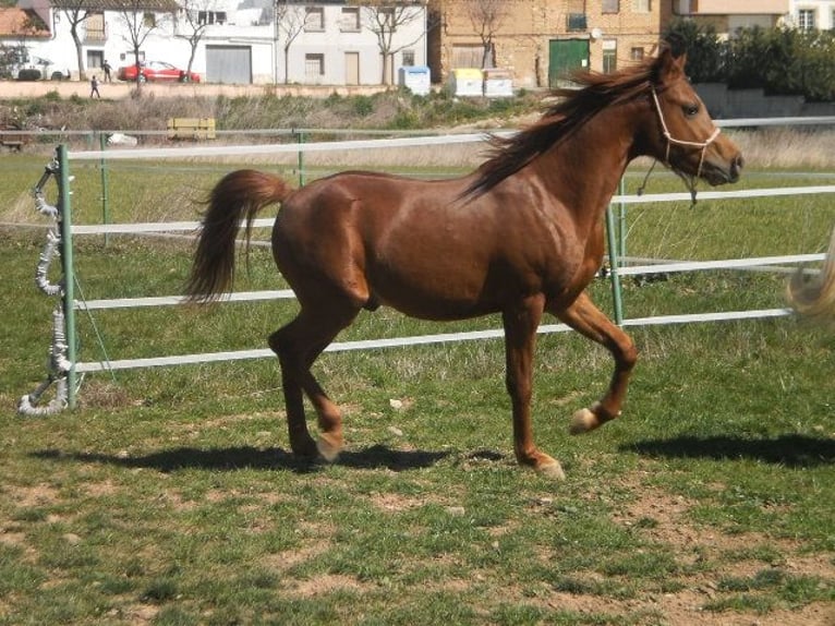 Árabe egipcio Semental 14 años 60 cm Alazán in Imaz
