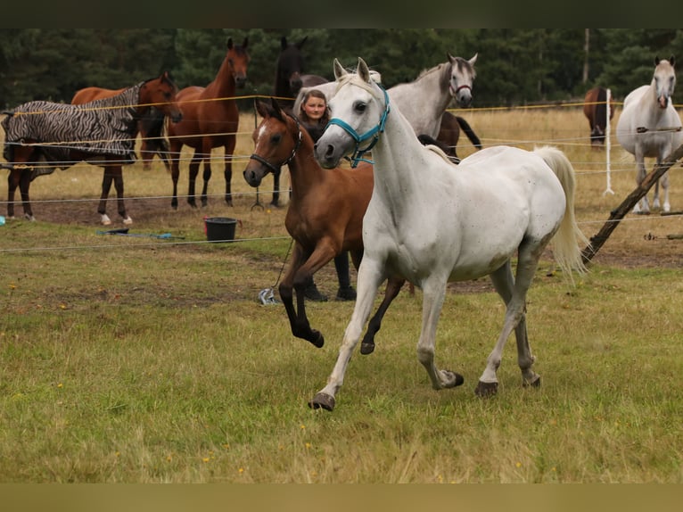 Árabe egipcio Semental 1 año 144 cm Castaño in Bienenbüttel