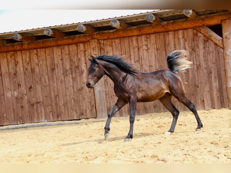 Árabe egipcio Semental 1 año 152 cm Castaño oscuro in Blankenhain