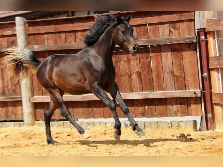 Árabe egipcio Semental 1 año 152 cm Castaño oscuro in Blankenhain