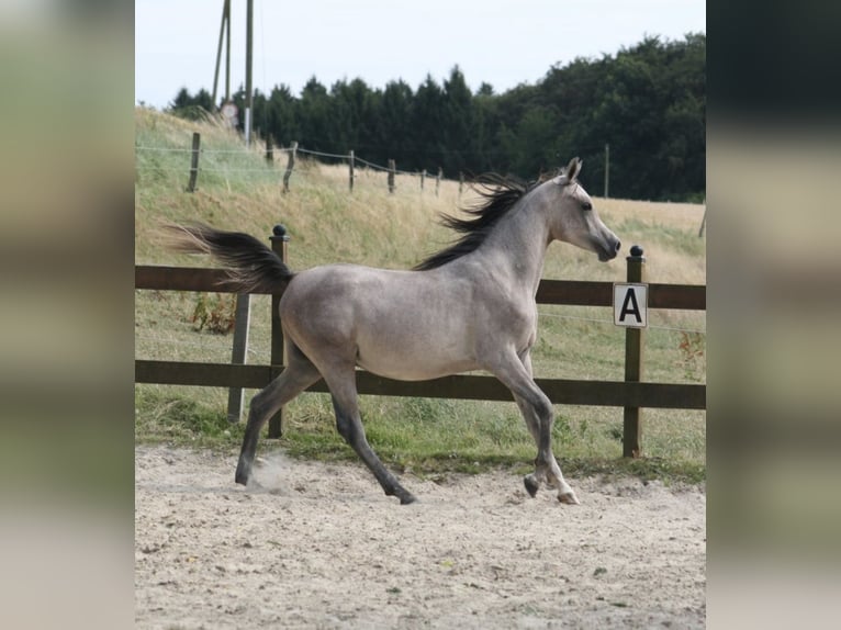 Árabe egipcio Semental 1 año 153 cm Tordo in Radevormwald
